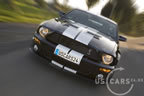 shelby_a_5.jpg (84kb)