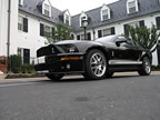 Shelby_041 (49kb)