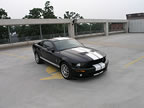 Shelby_162 (37kb)