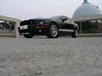 Shelby_175 (33kb)